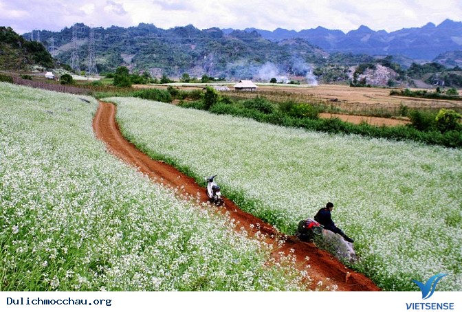 Top ảnh đẹp Hoa Cai - Mộc Châu - Ảnh 5 Top ảnh đẹp Hoa Cai - Mộc Châu - Ảnh 5