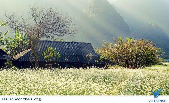 Top ảnh đẹp Hoa Cai - Mộc Châu - Ảnh 12 Top ảnh đẹp Hoa Cai - Mộc Châu - Ảnh 12