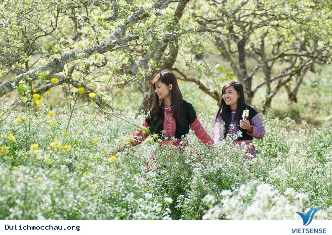 Top ảnh đẹp Hoa Cai - Mộc Châu - Ảnh 6 Top ảnh đẹp Hoa Cai - Mộc Châu - Ảnh 6