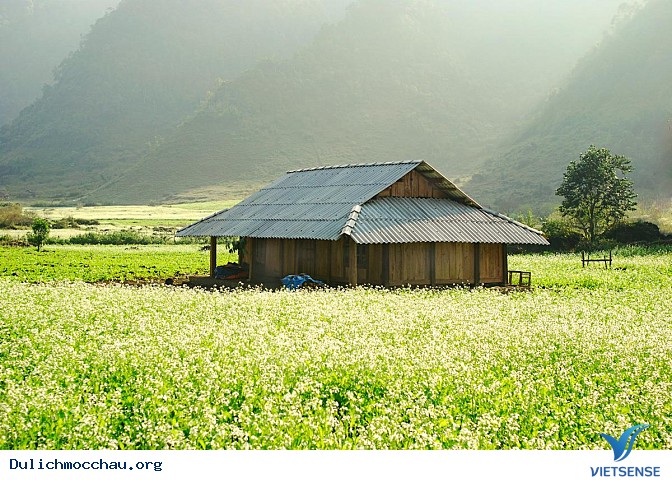 Top ảnh đẹp Hoa Cai - Mộc Châu - Ảnh 10 Top ảnh đẹp Hoa Cai - Mộc Châu - Ảnh 10