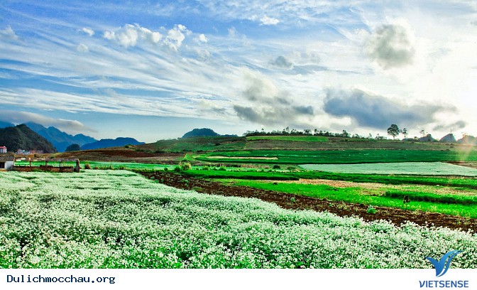 Top ảnh đẹp Hoa Cai - Mộc Châu - Ảnh 11 Top ảnh đẹp Hoa Cai - Mộc Châu - Ảnh 11