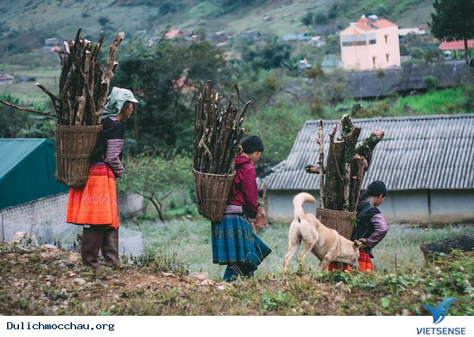 Top ảnh đẹp Hoa Cai - Mộc Châu - Ảnh 2 Top ảnh đẹp Hoa Cai - Mộc Châu - Ảnh 2