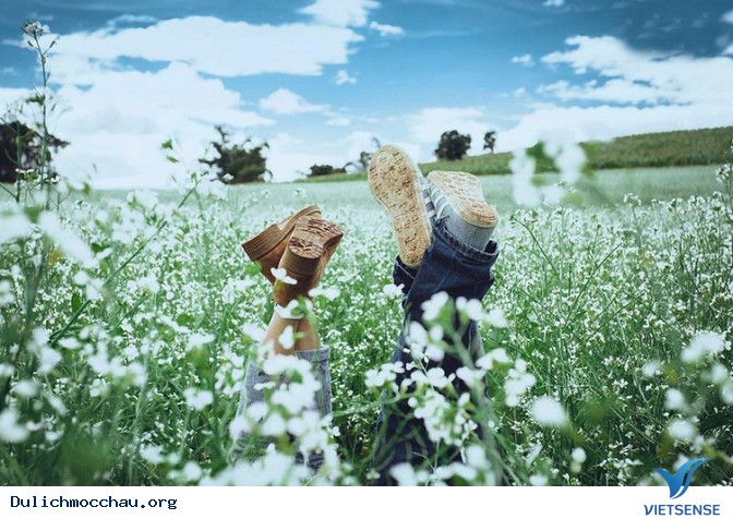 Top ảnh đẹp Hoa Cai - Mộc Châu - Ảnh 3 Top ảnh đẹp Hoa Cai - Mộc Châu - Ảnh 3