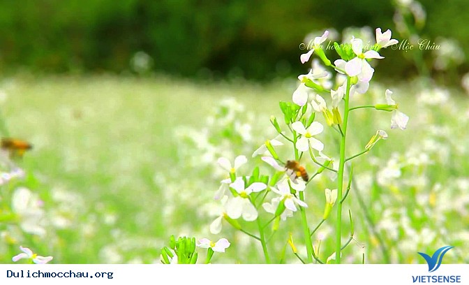 Top ảnh đẹp Hoa Cai - Mộc Châu - Ảnh 9 Top ảnh đẹp Hoa Cai - Mộc Châu - Ảnh 9