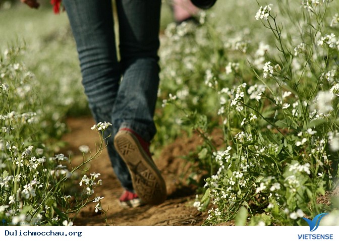 Top ảnh đẹp Hoa Cai - Mộc Châu - Ảnh 7 Top ảnh đẹp Hoa Cai - Mộc Châu - Ảnh 7