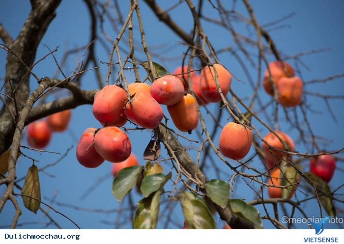 Mê mẩn vườn hồng trĩu quả tại Mộc Châu – thiên đường sống ảo mới - Ảnh 5 Mê mẩn vườn hồng trĩu quả tại Mộc Châu – thiên đường sống ảo mới - Ảnh 5