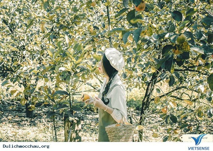 Mê mẩn vườn hồng trĩu quả tại Mộc Châu – thiên đường sống ảo mới - Ảnh 7 Mê mẩn vườn hồng trĩu quả tại Mộc Châu – thiên đường sống ảo mới - Ảnh 7