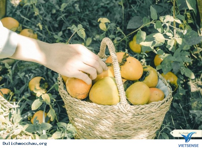 Mê mẩn vườn hồng trĩu quả tại Mộc Châu – thiên đường sống ảo mới - Ảnh 8 Mê mẩn vườn hồng trĩu quả tại Mộc Châu – thiên đường sống ảo mới - Ảnh 8