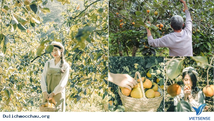 Mê mẩn vườn hồng trĩu quả tại Mộc Châu – thiên đường sống ảo mới - Ảnh 2 Mê mẩn vườn hồng trĩu quả tại Mộc Châu – thiên đường sống ảo mới - Ảnh 2