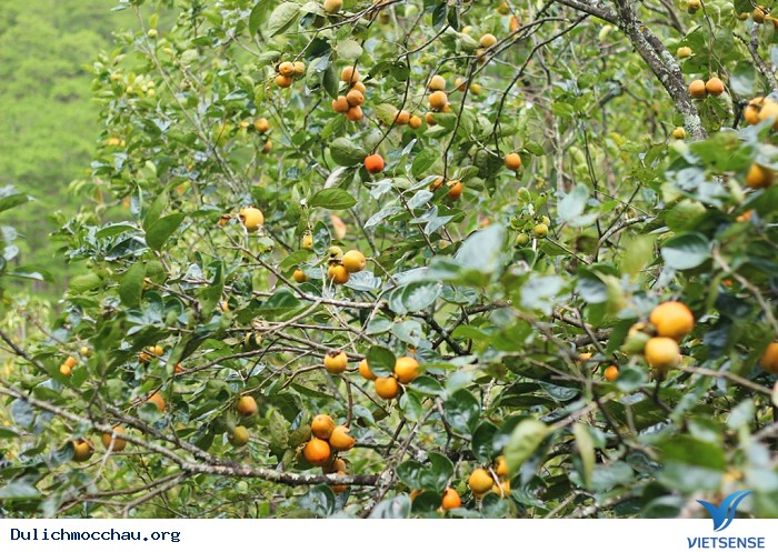 Mê mẩn vườn hồng trĩu quả tại Mộc Châu – thiên đường sống ảo mới - Ảnh 3 Mê mẩn vườn hồng trĩu quả tại Mộc Châu – thiên đường sống ảo mới - Ảnh 3