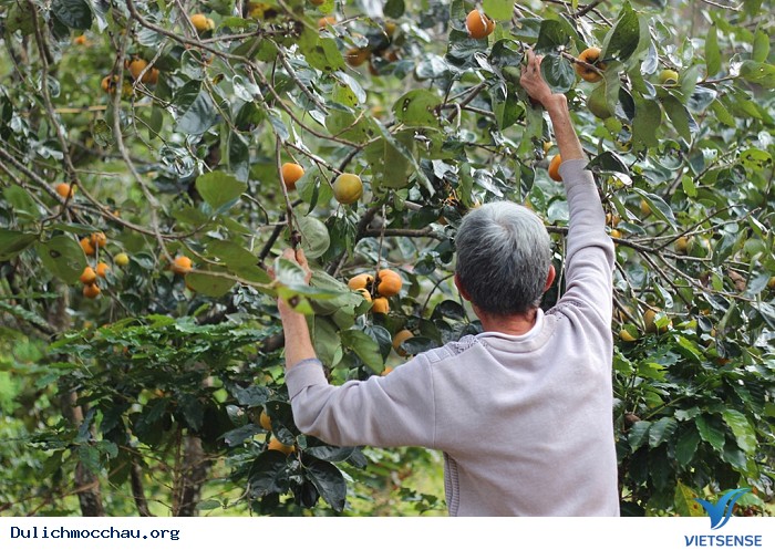 Mê mẩn vườn hồng trĩu quả tại Mộc Châu – thiên đường sống ảo mới - Ảnh 4 Mê mẩn vườn hồng trĩu quả tại Mộc Châu – thiên đường sống ảo mới - Ảnh 4