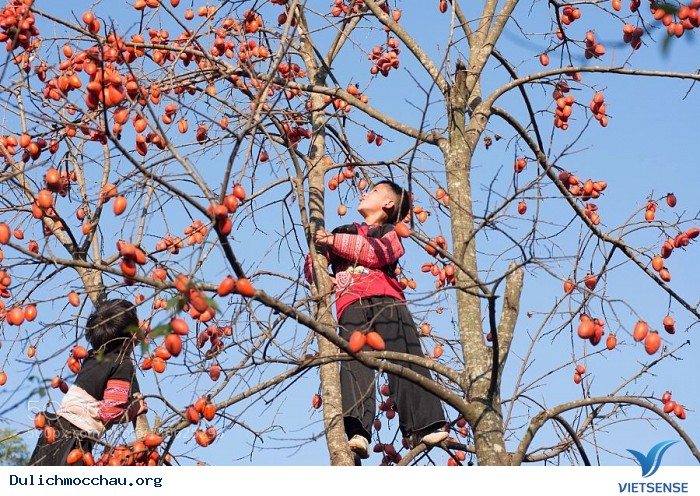 Mê mẩn vườn hồng trĩu quả tại Mộc Châu – thiên đường sống ảo mới - Ảnh 6 Mê mẩn vườn hồng trĩu quả tại Mộc Châu – thiên đường sống ảo mới - Ảnh 6