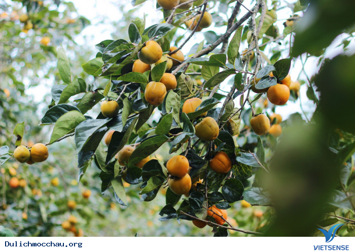 Mê mẩn vườn hồng trĩu quả tại Mộc Châu – thiên đường sống ảo mới - Ảnh 9 Mê mẩn vườn hồng trĩu quả tại Mộc Châu – thiên đường sống ảo mới - Ảnh 9