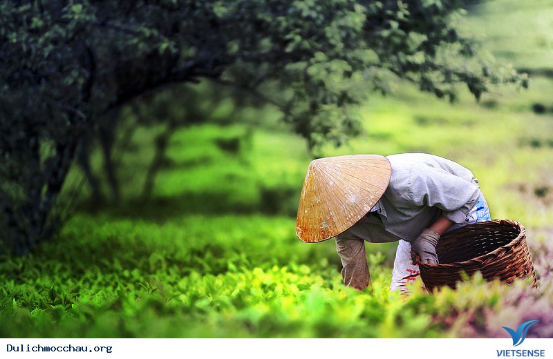 Bình Yên tháng 3 trên xứ Mộc Châu - Ảnh 4 Bình Yên tháng 3 trên xứ Mộc Châu - Ảnh 4