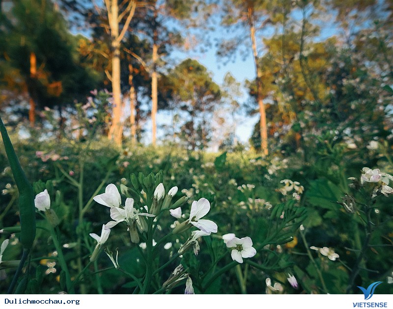 Cận cảnh mùa Hoa Cải - Mộc Châu - Ảnh 2 Cận cảnh mùa Hoa Cải - Mộc Châu - Ảnh 2