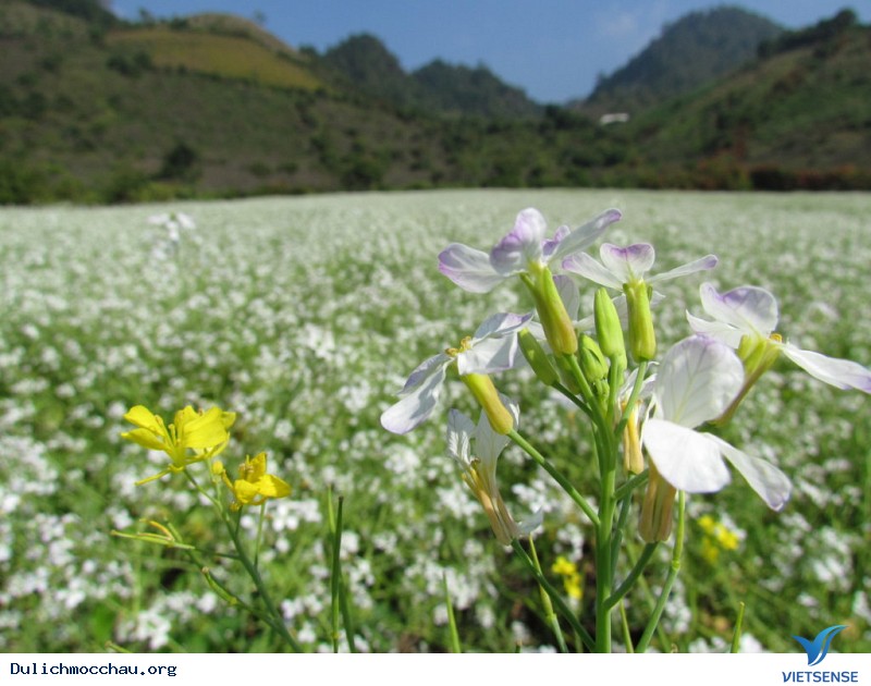 Cận cảnh mùa Hoa Cải - Mộc Châu - Ảnh 1 Cận cảnh mùa Hoa Cải - Mộc Châu - Ảnh 1