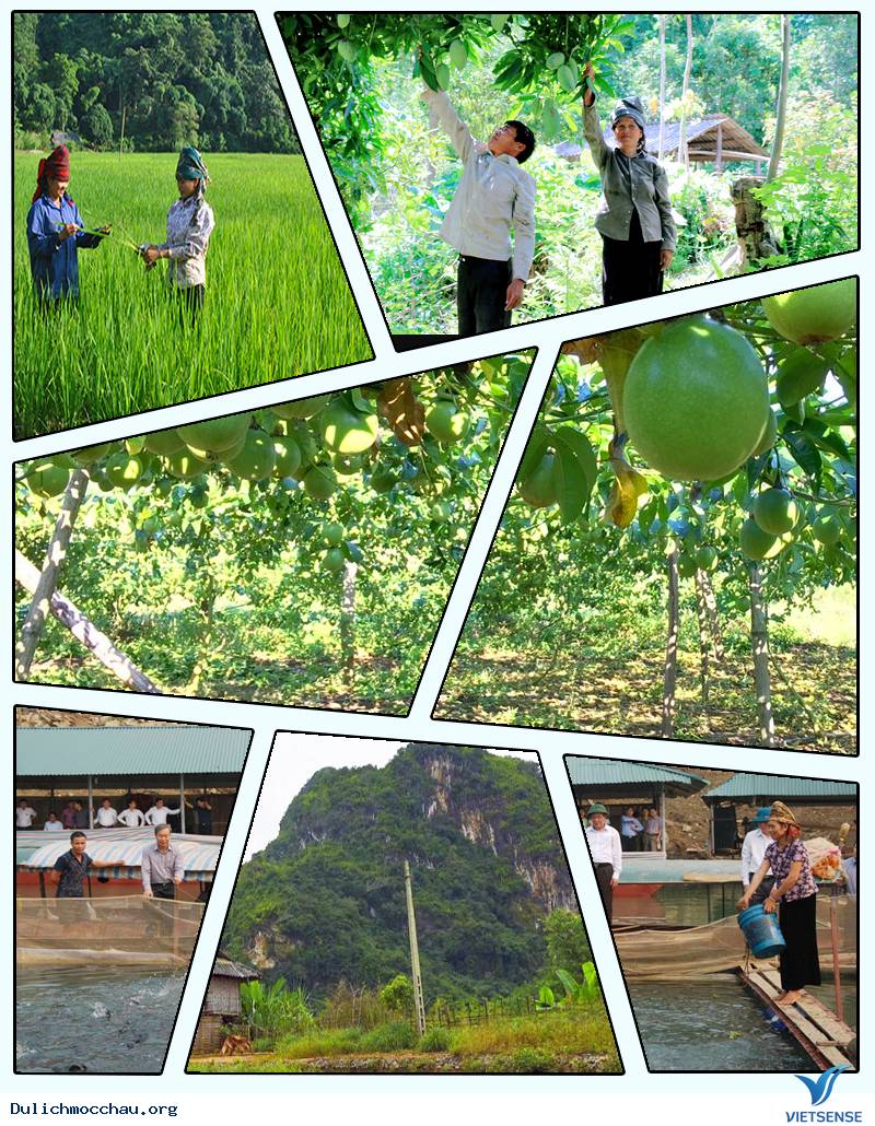 Đắm mình trong các vườn cây trang trại ở Quỳnh Nhai - Ảnh 1