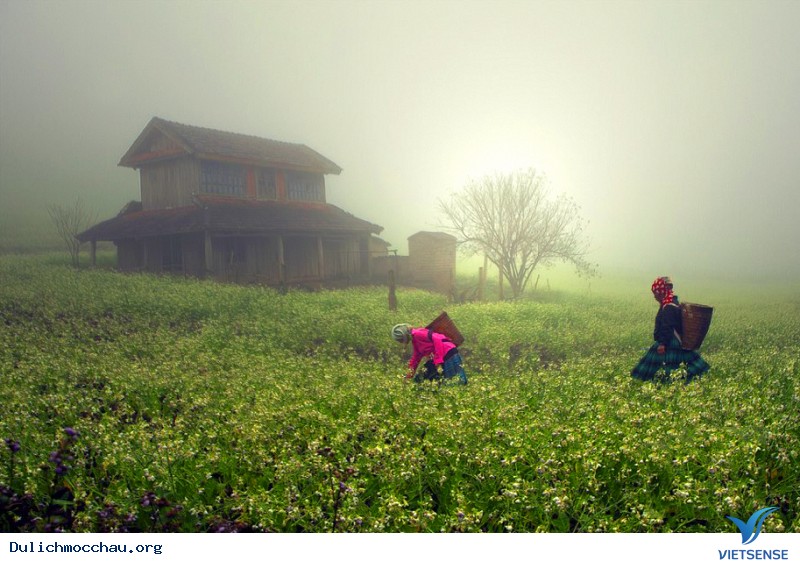 Đi tìm sắc trắng Mộc Châu trong những ngày Tết đến - Ảnh 1 Đi tìm sắc trắng Mộc Châu trong những ngày Tết đến - Ảnh 1