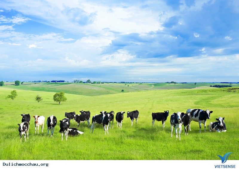 Đi tìm sắc trắng Mộc Châu trong những ngày Tết đến - Ảnh 4 Đi tìm sắc trắng Mộc Châu trong những ngày Tết đến - Ảnh 4