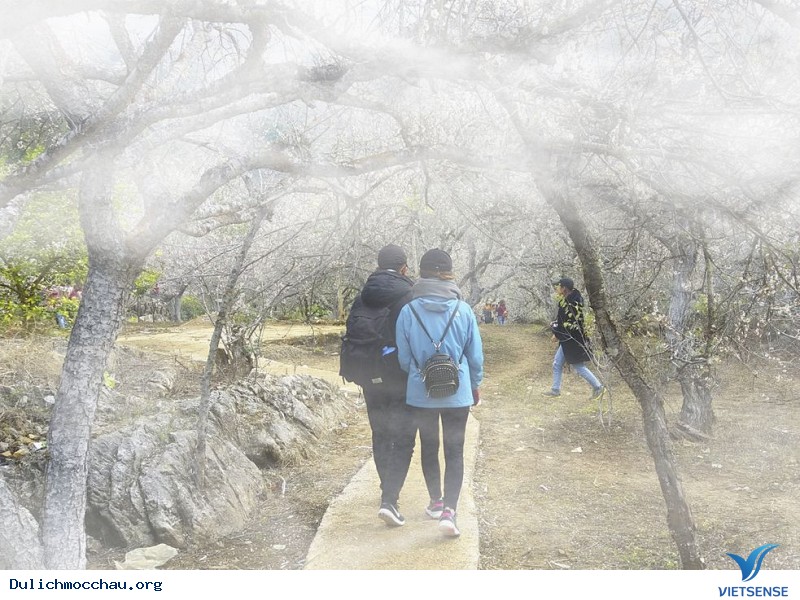 Du xuân Mộc Châu là một cung đường dựng sẵn - Ảnh 2