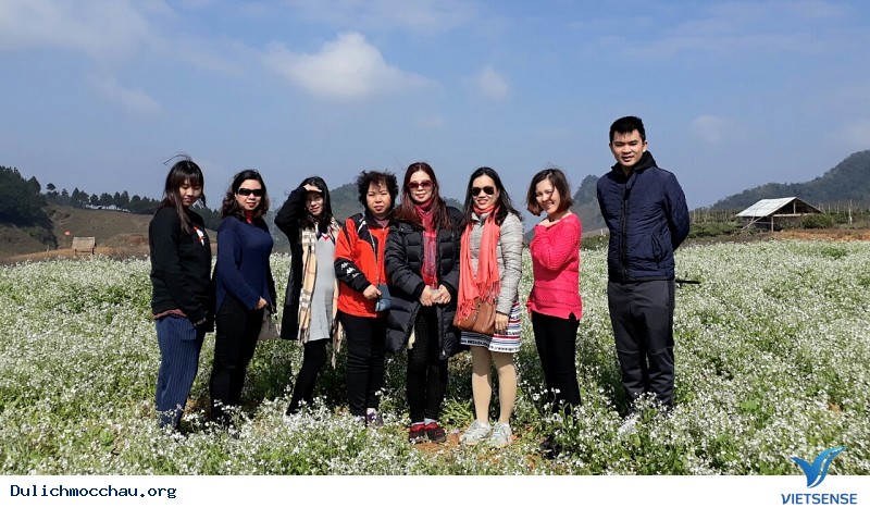 Hoa cải Mộc Châu 2018 nở muộn hứa hẹn bùng nổ hành trình tháng 12 - Ảnh 2