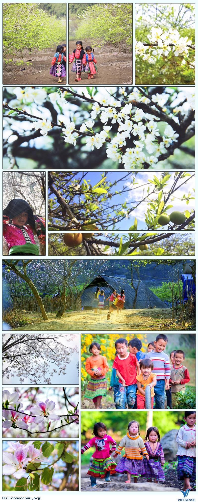 Lời thì thầm của những loài hoa Mộc Châu - Ảnh 2 Lời thì thầm của những loài hoa Mộc Châu - Ảnh 2