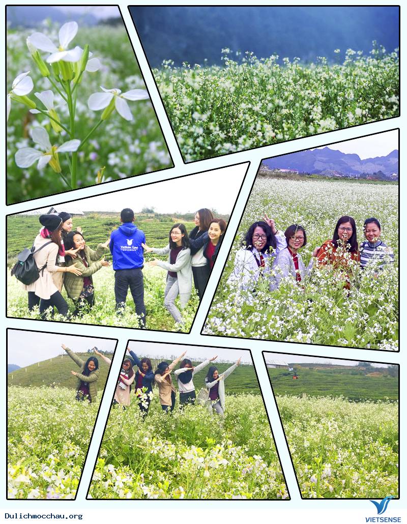 Mùa Hoa Trắng trên đất Mộc Châu nở rộ trong ngày Noel - Ảnh 1 Mùa Hoa Trắng trên đất Mộc Châu nở rộ trong ngày Noel - Ảnh 1