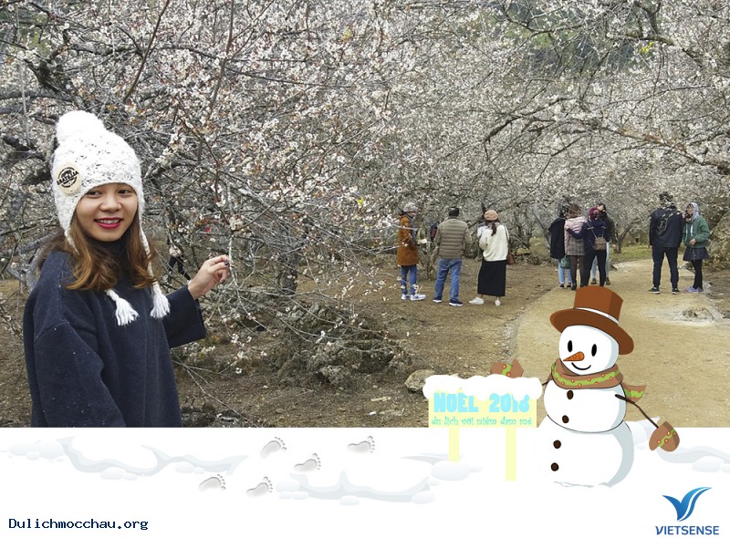Ngắm mơ ngắm mận trên đất Mộc Châu trong ngày Noel - Ảnh 1