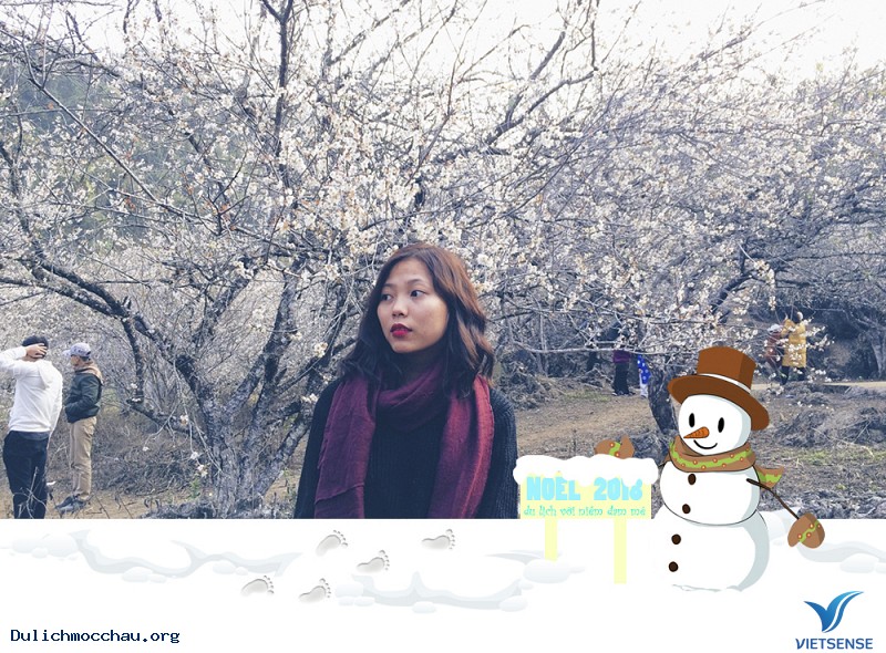 Ngắm mơ ngắm mận trên đất Mộc Châu trong ngày Noel - Ảnh 2