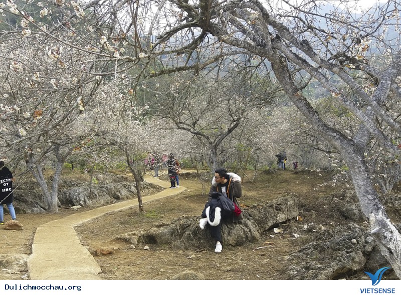 Sắc xuân Tây Bắc phải có Mộc Châu - Ảnh 3 Sắc xuân Tây Bắc phải có Mộc Châu - Ảnh 3