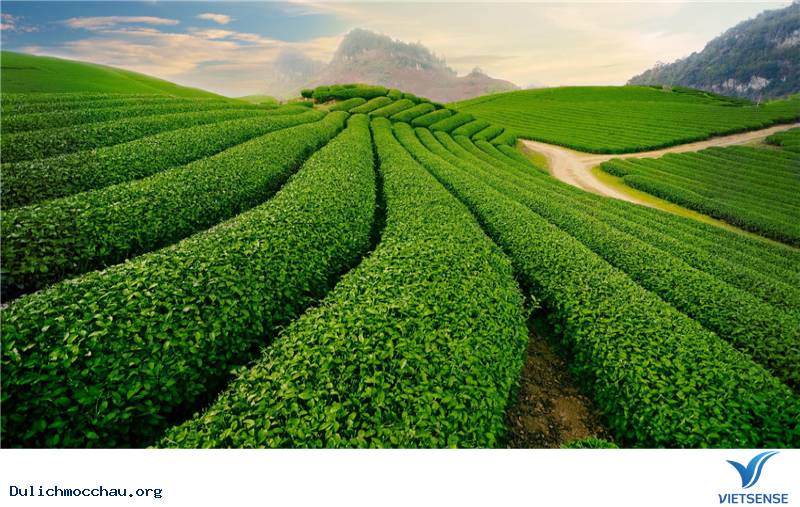 hành trình Mộc Châu dịp lễ 2- 9 - Ảnh 1