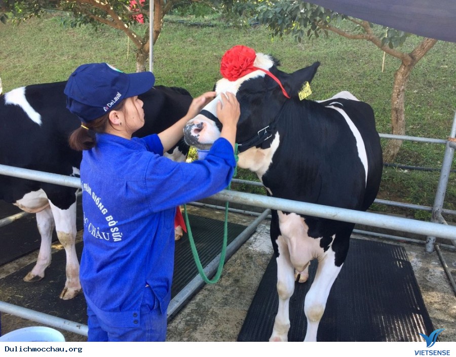 Mộc Châu những ngày đầu đông ghé thăm - Ảnh 6