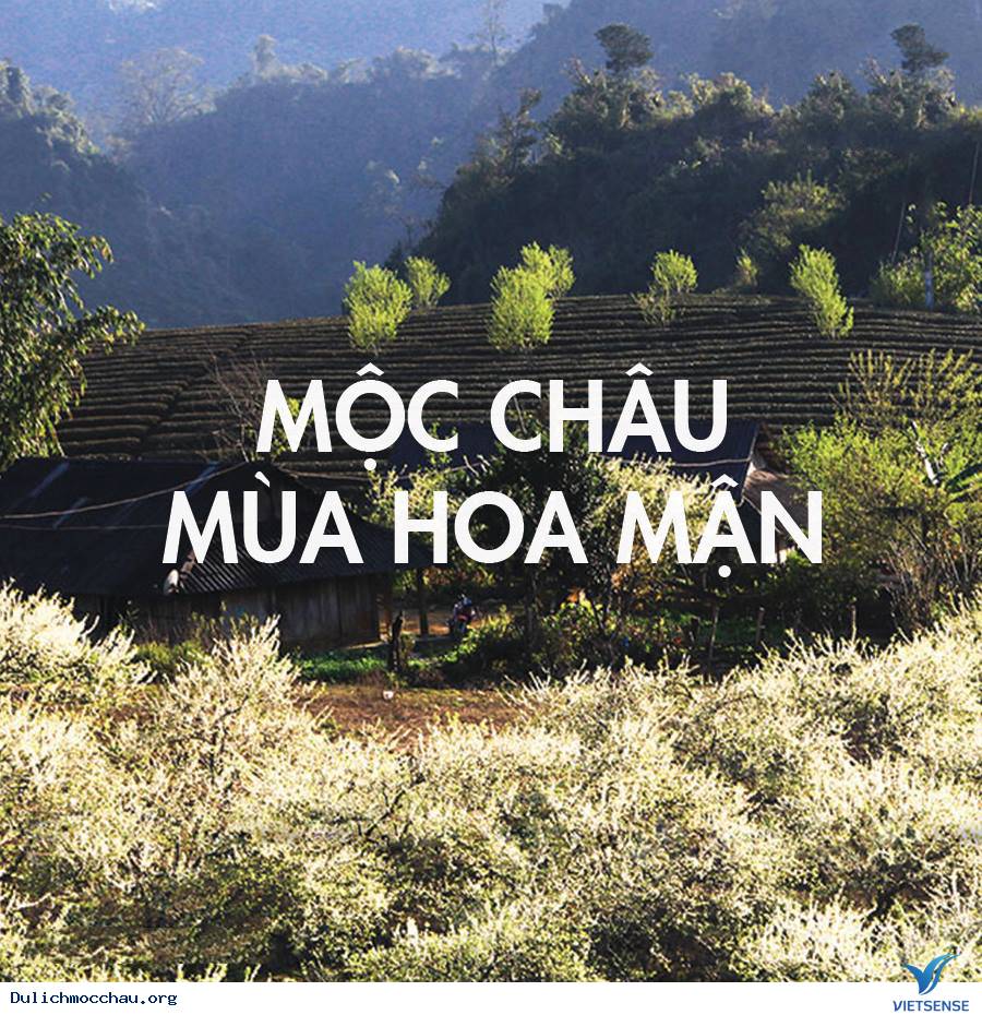 Mùa Hoa Mận