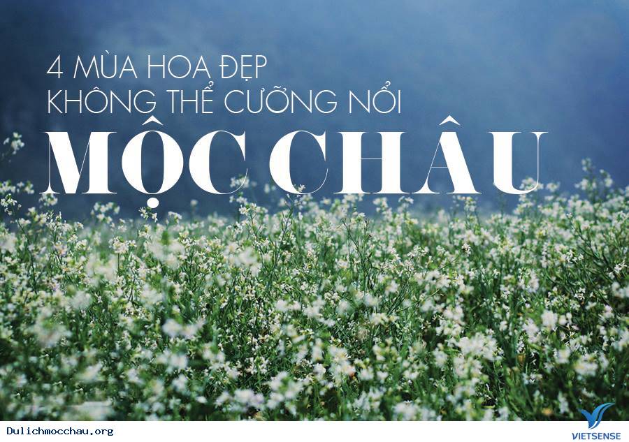 4 Mùa Hoa Đẹp Không Thể Cưỡng Nổi Ở Mộc Châu - Ảnh 1