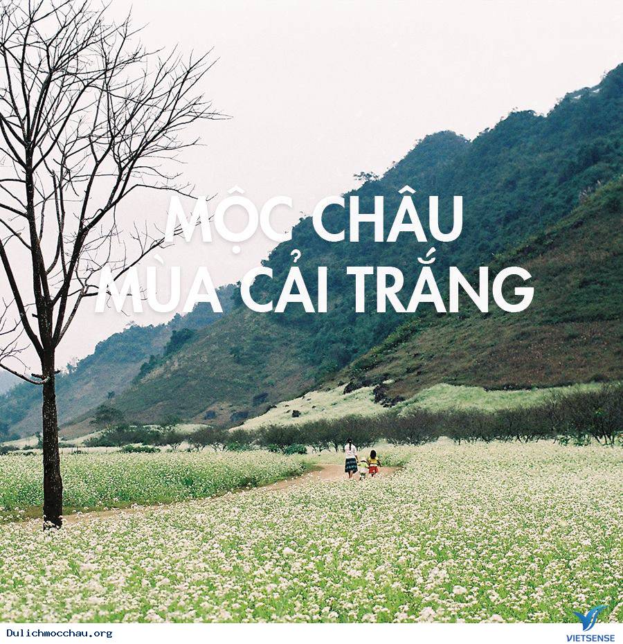 Mùa Cải Trắng