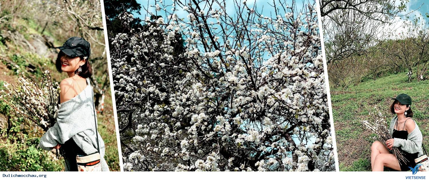 Tour Du Lịch Mộc Châu Mùa Hoa Mơ