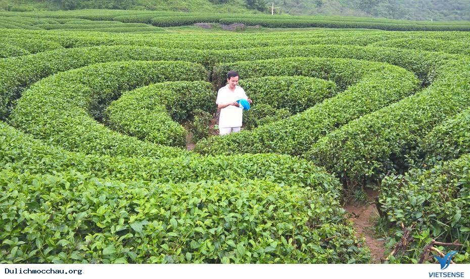 Album Ảnh hành trình Mộc Châu 2015-2016 - Ảnh 11 Album Ảnh hành trình Mộc Châu 2015-2016 - Ảnh 11