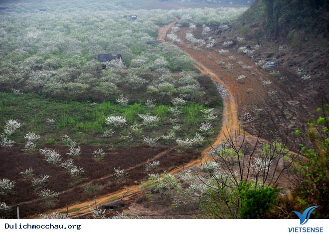 Ảnh Đẹp Cao Nguyên Mộc Châu Vào Mùa Hoa Mận - Ảnh 5 Ảnh Đẹp Cao Nguyên Mộc Châu Vào Mùa Hoa Mận - Ảnh 5