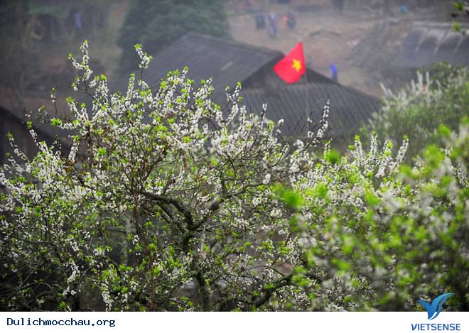 Ảnh Đẹp Cao Nguyên Mộc Châu Vào Mùa Hoa Mận - Ảnh 3 Ảnh Đẹp Cao Nguyên Mộc Châu Vào Mùa Hoa Mận - Ảnh 3