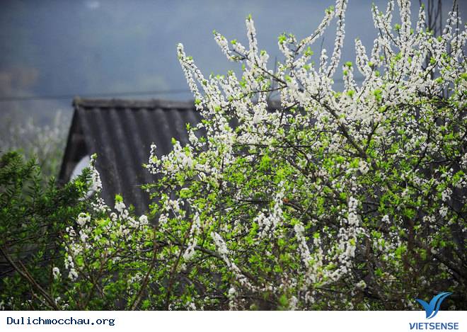 Ảnh Đẹp Cao Nguyên Mộc Châu Vào Mùa Hoa Mận - Ảnh 4 Ảnh Đẹp Cao Nguyên Mộc Châu Vào Mùa Hoa Mận - Ảnh 4