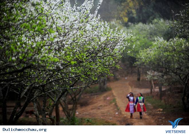 Ảnh Đẹp Cao Nguyên Mộc Châu Vào Mùa Hoa Mận - Ảnh 1 Ảnh Đẹp Cao Nguyên Mộc Châu Vào Mùa Hoa Mận - Ảnh 1