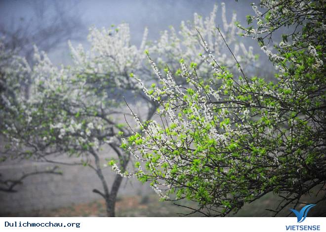 Ảnh Đẹp Cao Nguyên Mộc Châu Vào Mùa Hoa Mận - Ảnh 9 Ảnh Đẹp Cao Nguyên Mộc Châu Vào Mùa Hoa Mận - Ảnh 9