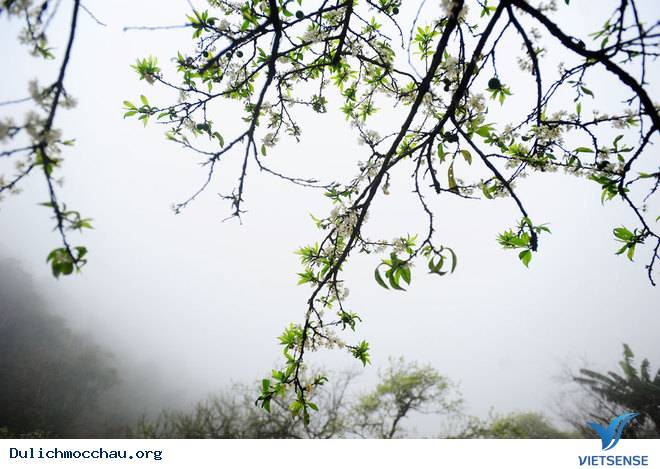 Ảnh Đẹp Cao Nguyên Mộc Châu Vào Mùa Hoa Mận - Ảnh 10 Ảnh Đẹp Cao Nguyên Mộc Châu Vào Mùa Hoa Mận - Ảnh 10