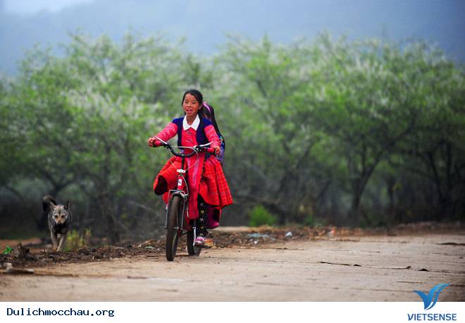 Ảnh Đẹp Cao Nguyên Mộc Châu Vào Mùa Hoa Mận - Ảnh 2 Ảnh Đẹp Cao Nguyên Mộc Châu Vào Mùa Hoa Mận - Ảnh 2