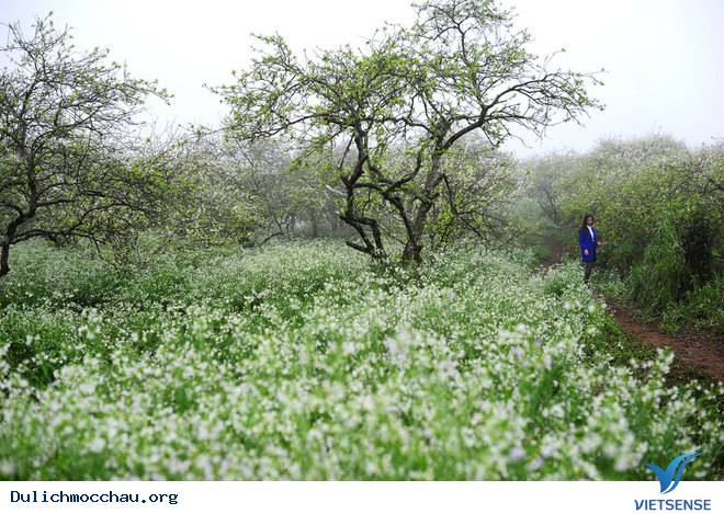Ảnh Đẹp Cao Nguyên Mộc Châu Vào Mùa Hoa Mận - Ảnh 7 Ảnh Đẹp Cao Nguyên Mộc Châu Vào Mùa Hoa Mận - Ảnh 7
