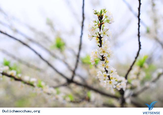 Ảnh Đẹp Cao Nguyên Mộc Châu Vào Mùa Hoa Mận - Ảnh 8 Ảnh Đẹp Cao Nguyên Mộc Châu Vào Mùa Hoa Mận - Ảnh 8