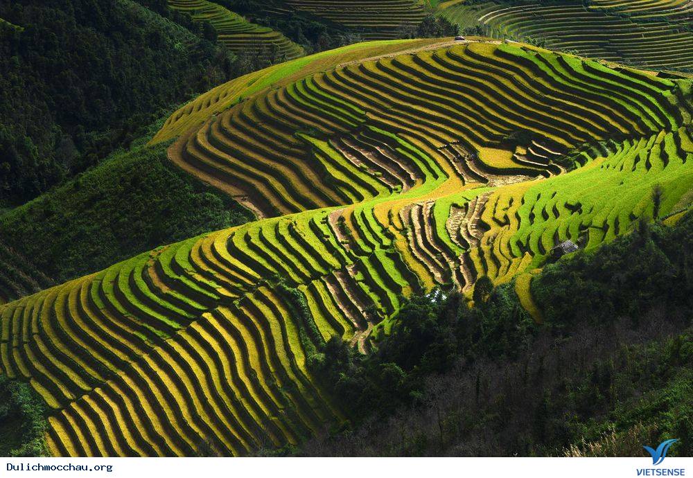 Ảnh hái chè tại Mộc Châu cực hot trên báo chí nước ngoài - Ảnh 3 Ảnh hái chè tại Mộc Châu cực hot trên báo chí nước ngoài - Ảnh 3