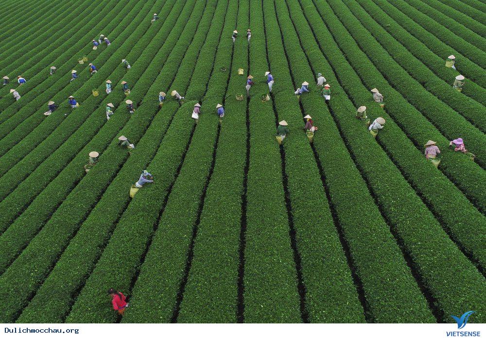 Ảnh hái chè tại Mộc Châu cực hot trên báo chí nước ngoài - Ảnh 2 Ảnh hái chè tại Mộc Châu cực hot trên báo chí nước ngoài - Ảnh 2