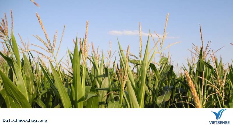 Bạn đã biết tới Chiềng Đi – Mộc Châu chưa? - Ảnh 3