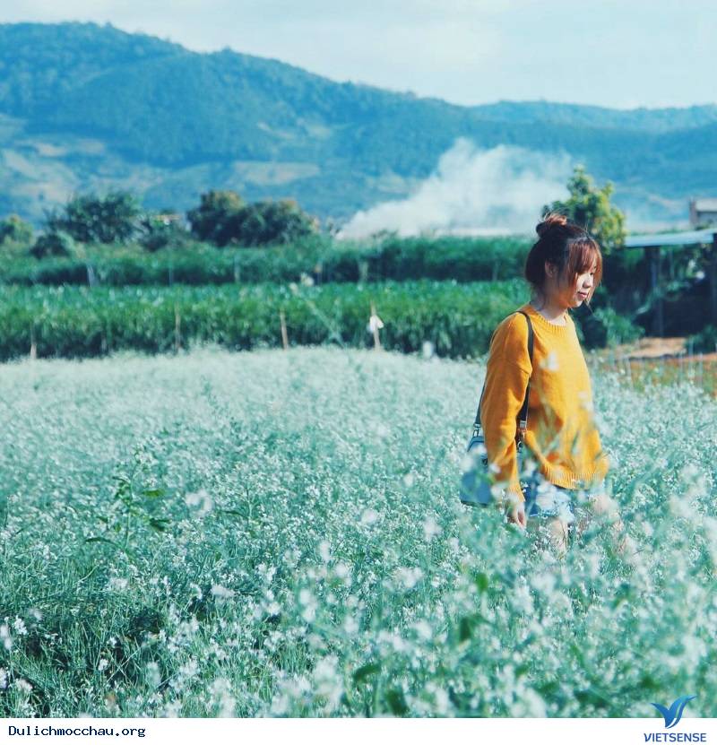 Bí quyết - Kinh Nghiệm chụp ảnh đẹp Hoa Cải Mộc Châu - Ảnh 3